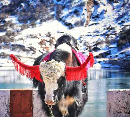 Peaceful Sikkim Tour